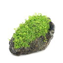 (水草)巻きたて ニューラージパールグラス 風山石 Mサイズ(約14cm)(水上葉)(無農薬)(1個)