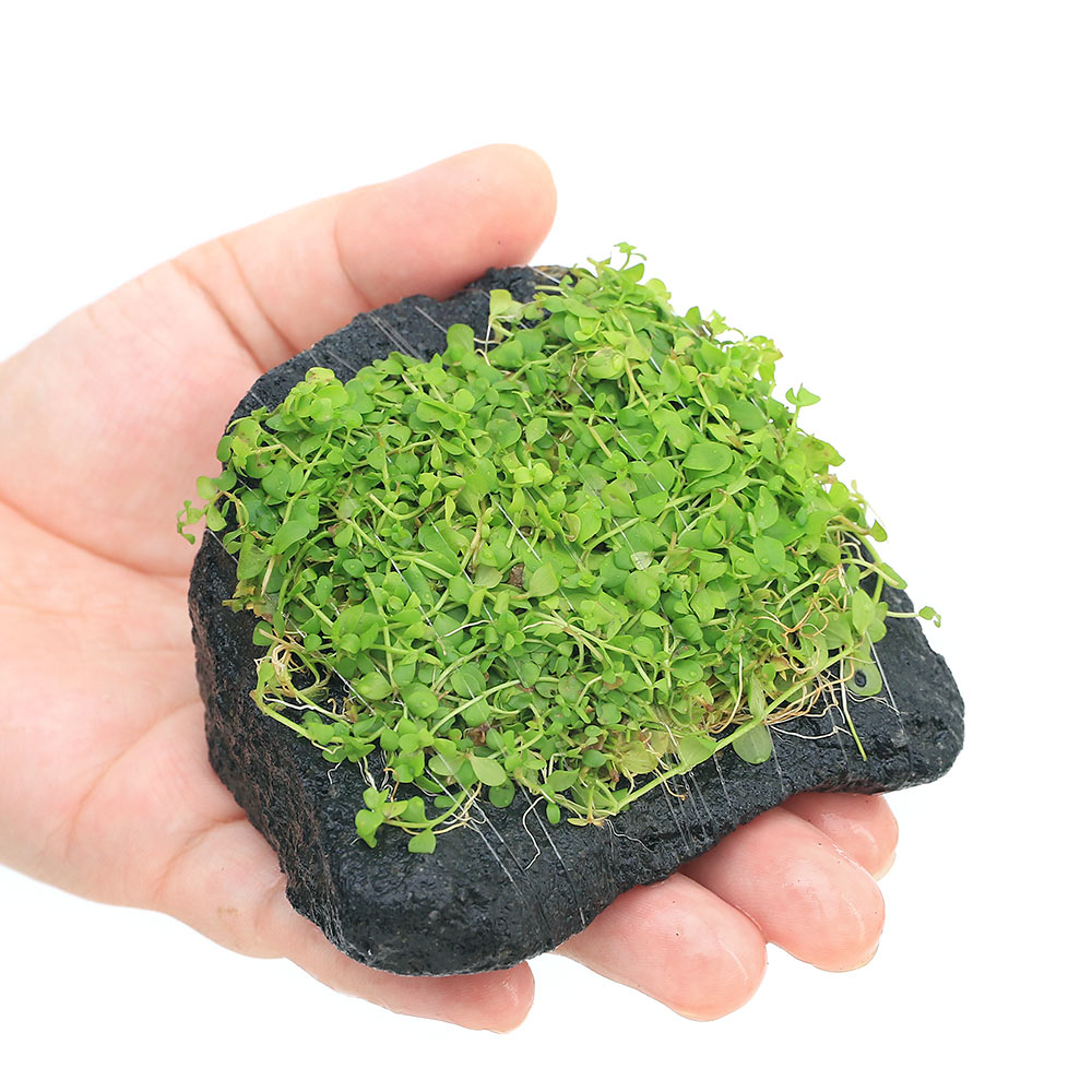 （水草）巻きたて　ニューラージパールグラス　溶岩石　Sサイズ（約10cm）（水上葉...
