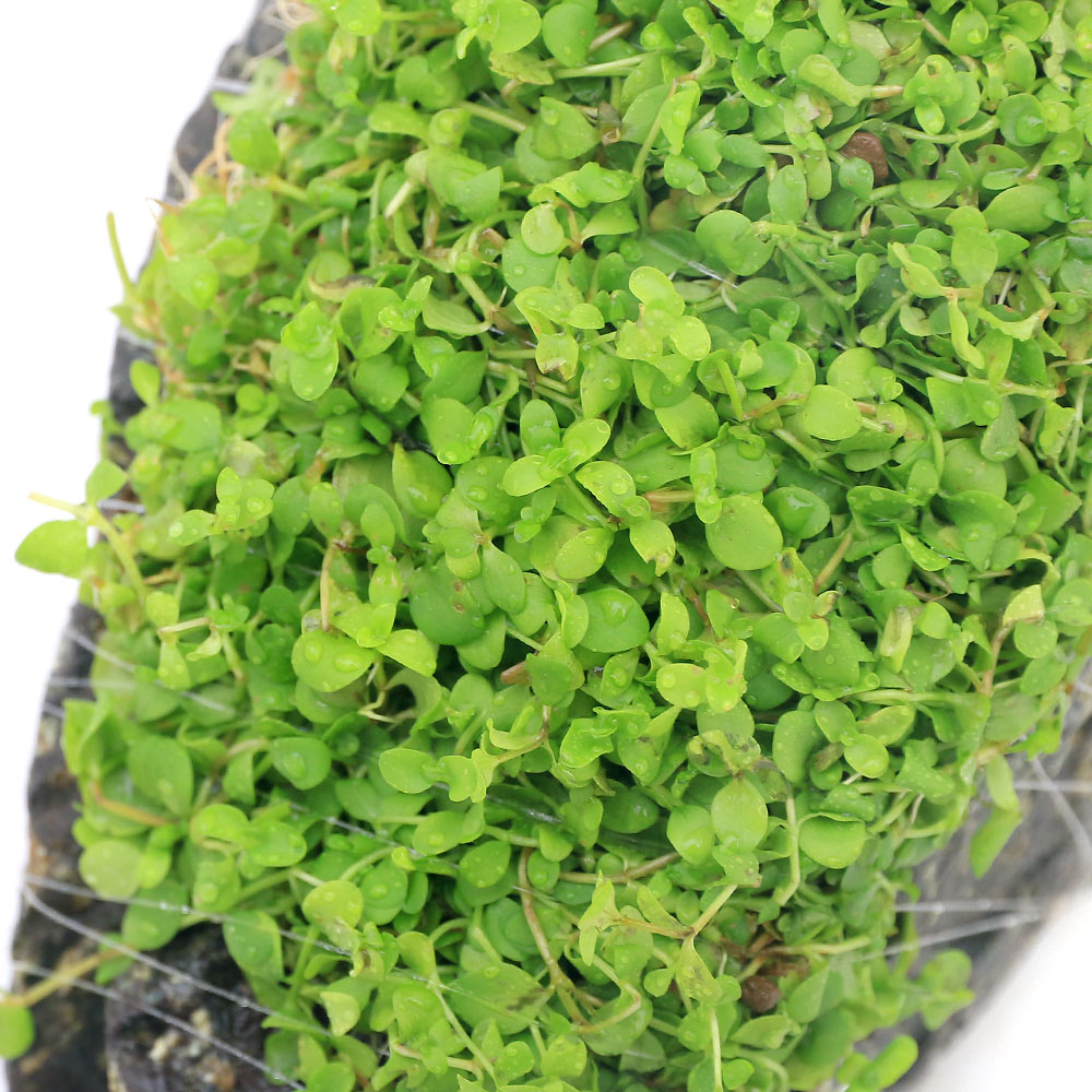 �ʿ���˴������ơ��˥塼�顼���ѡ��륰�饹���ϴ��С�S����������10cm�ˡʿ���աˡ�̵�����ˡ�1�ġ�