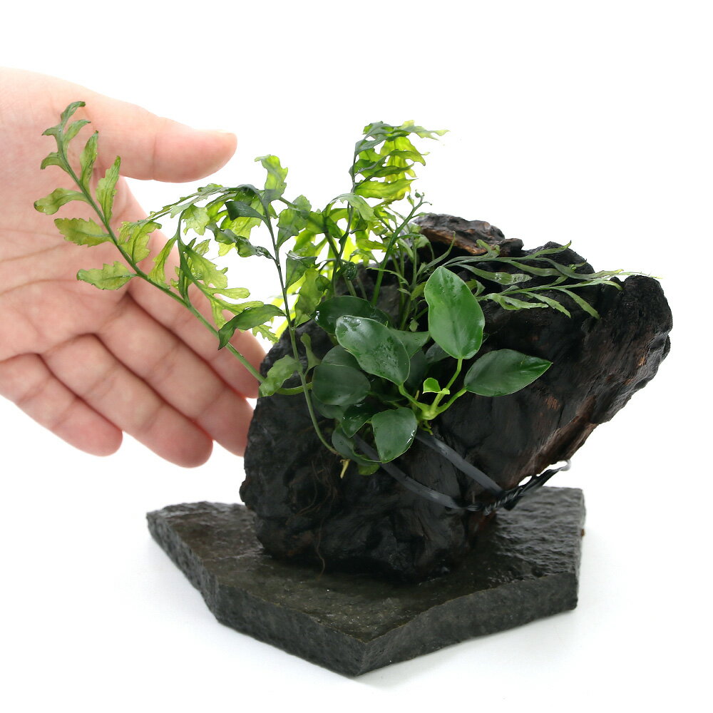 �ʿ�����֤�������ñ���쥤������ή�ڡ��ܥ�ӥƥ��������̥ӥ����ա�1�ġ�