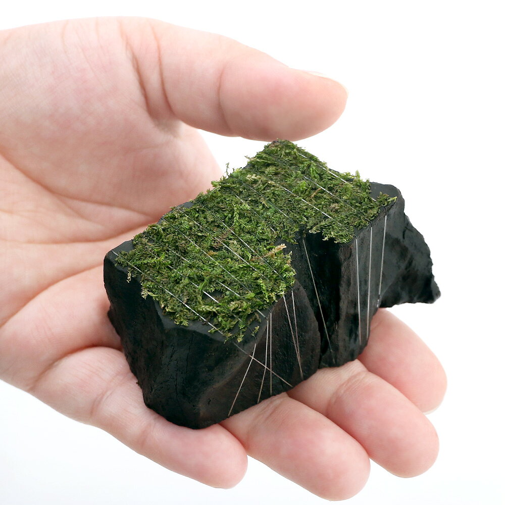 （水草）巻きたて　ウィローモス　切り株流木　ミニサイズ（水中葉）（無農薬）（1...