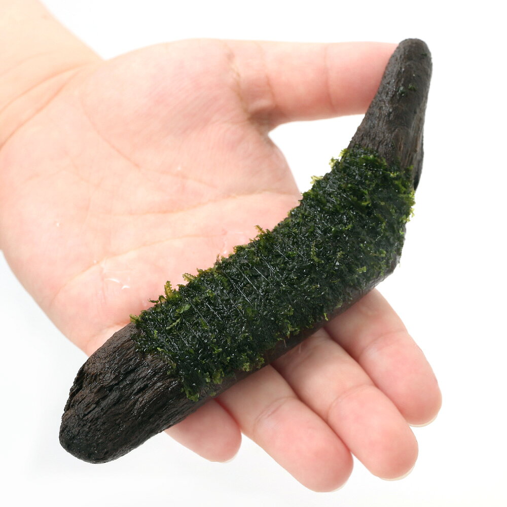 （水草）巻きたて　ウロコゴケsp．スラウェシ　流木　Sサイズ（約15cm）（水中葉）...