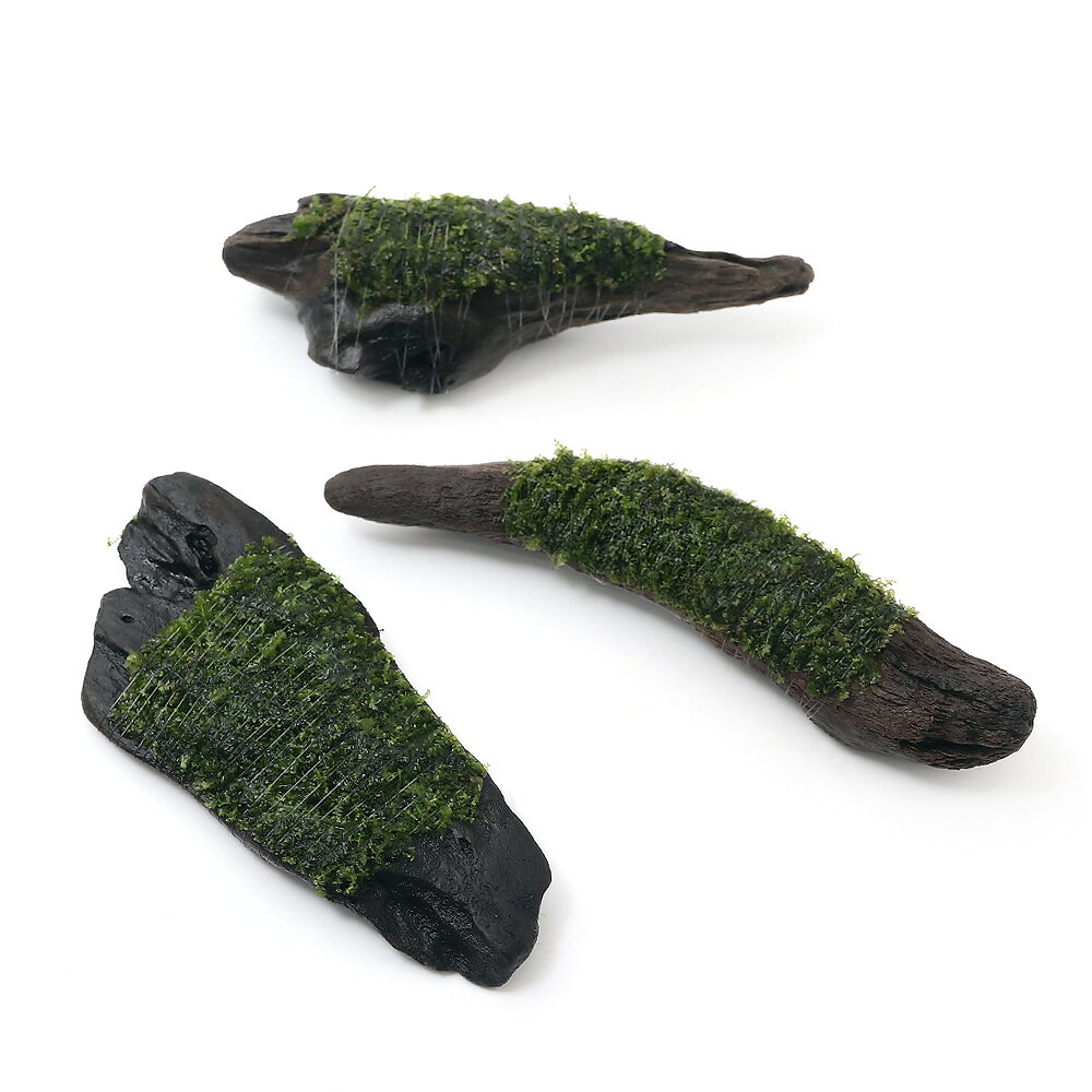（水草）巻きたて　ウロコゴケsp．スラウェシ　流木　Sサイズ（約15cm）（水中葉）（無農薬）（3本）