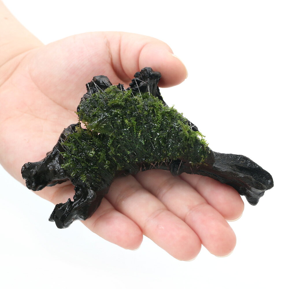 （水草）巻きたて　ウロコゴケsp．スラウェシ　流木　SSサイズ（約10cm）（水中葉...
