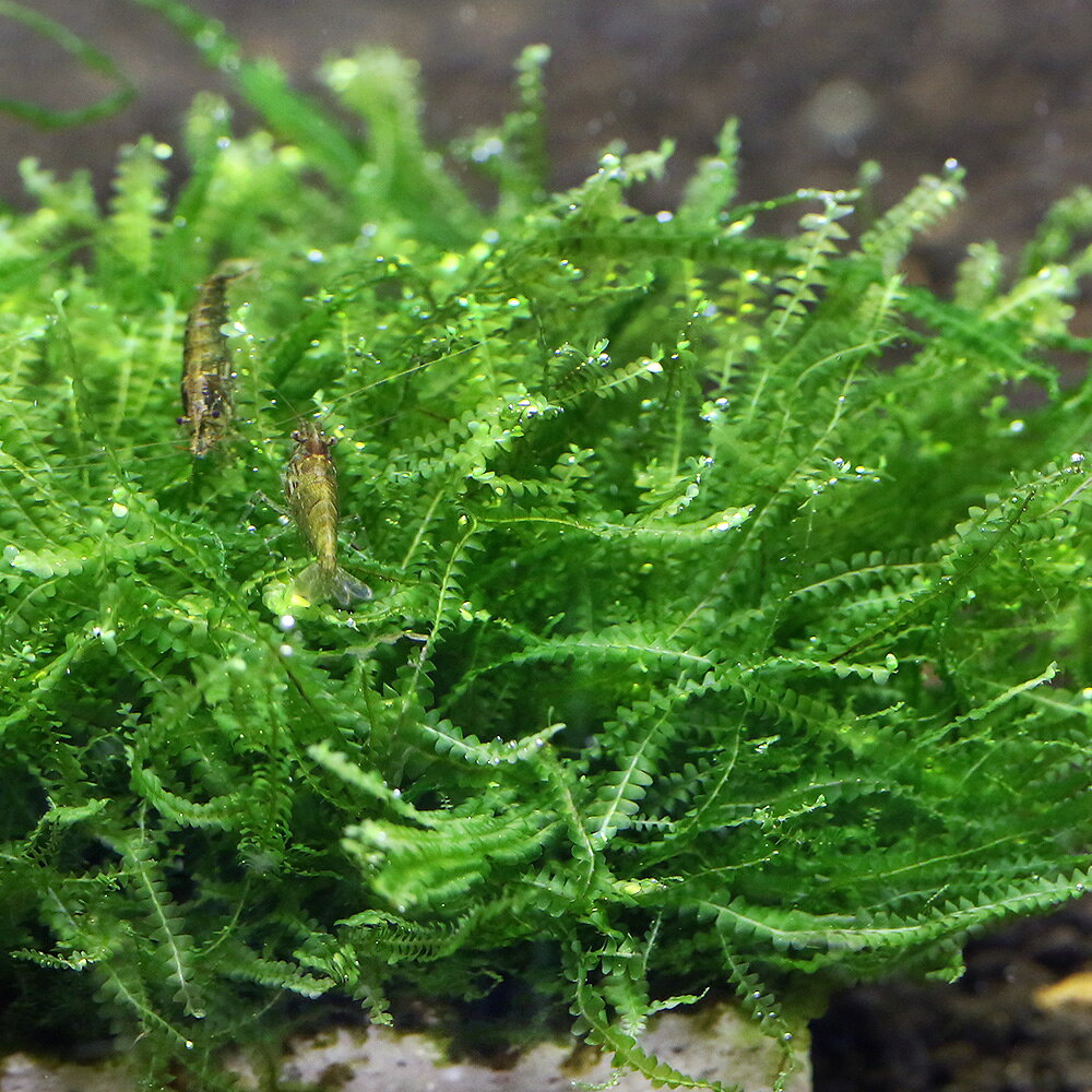 （水草）巻きたて　ウロコゴケsp．スラウェシ　流木　SSサイズ（約10cm）（水中葉...