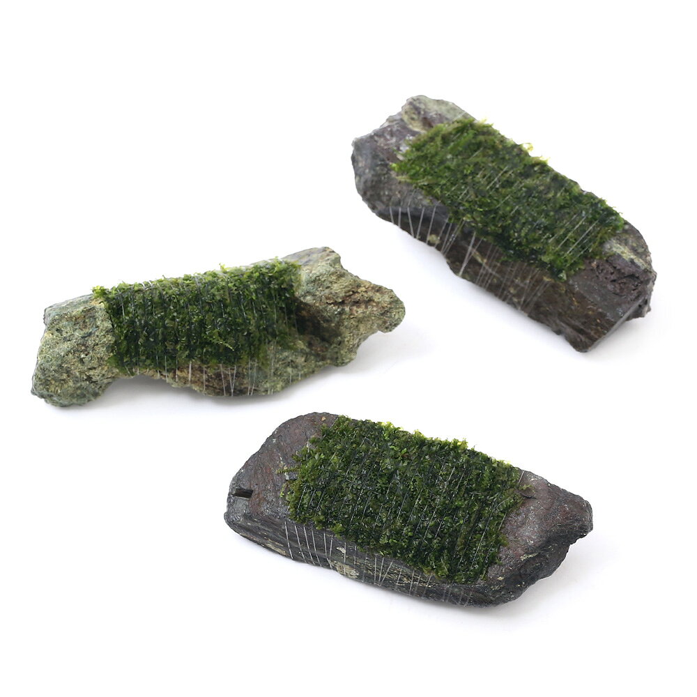 （水草）巻きたて　ウロコゴケsp．スラウェシ　風山石　Sサイズ（約10cm）（水中葉）（無農薬）（1個）