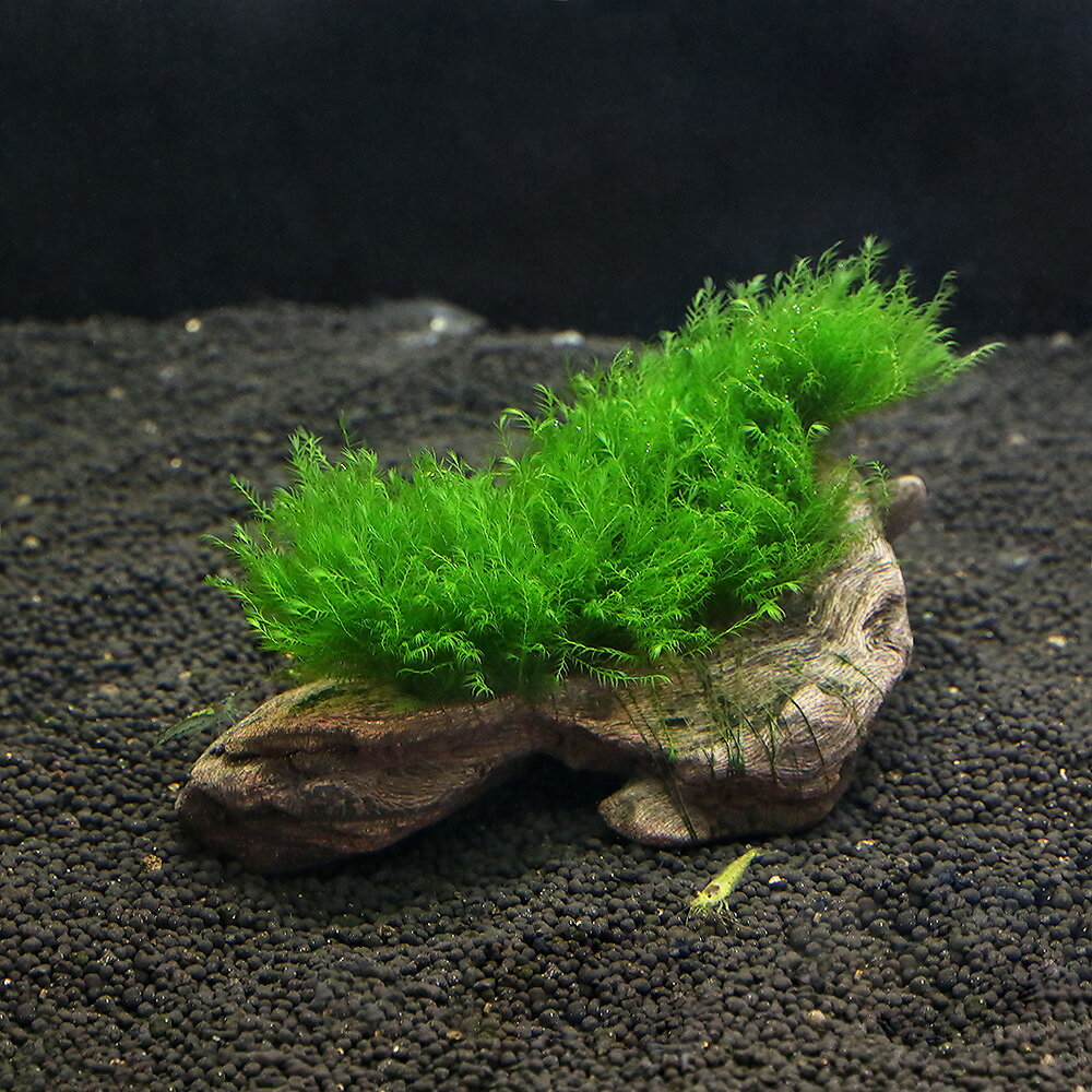 繊細なフサフサした葉が魅力的な種類です！（水草）育成済　ウォーターフェザー付流木　Sサイズ（約15cm）（無農薬）（1本）販売単位本発送サイズ※12cm〜19cm程度別名フェザー学名（※）Fissidens　fontanus？（※）…改良品種や学名が不明の種は流通名での記載の場合があります。分類ホウオウゴケ科（Fissidentaceae）ホソホウオウゴケ属（Fissidens）分布北米残留農薬状態無農薬どんな種類？育成難易度　→　★★★★☆ホウオウゴケ科（Fissidentaceae）の植物。深緑色で柔らかい印象の美しいコケです。比較的新しく紹介された水草で、他にはないフサフサした質感が魅力的です。全体的にボリュームを増やしながら生長する種類なので、流木や石などに巻きつけられて使われます。綺麗に育てるには水温25度以下、CO2添加が必要です。CO2添加出来る環境であれば、比較的弱い光量でも育てることが可能な種類です。一度コケが発生すると処理が困難ですので、ミナミヌマエビ等をしっかり入れてください。柔らかい見た目に反してそれ程食害は受けにくいです。増殖はウィローモスなどと同じようにして増やすことが可能です。流木などに薄く（厚く重ならない程度）置いてテグス等で固定することにより増やすことが可能です。巻きたてから1ヶ月程度すれば、ある程度見栄えがしてきます。育成要件＆データ光量　　　　　→　60cm20W2灯以上（1600〜2400lm）CO2　　　　 →　無くても可　1滴／3秒（60cm標準水槽相当）pH　　　　　　→　6〜7GH　　　　 　 →　0〜6kH　　　　　　→　0〜6温度　　　　　→　20〜25底砂　　　　　→　ソイル、砂、大磯推奨水槽　　→　30cm植栽位置　　→　前■■■■■後草姿　　　　　→　コケ最大草姿　　→　横5mm　高さ20cm生長速度　　→　速め増殖方法　　→　枝わかれ※…育成環境は一例です。必ずしもこの環境下であれば育つことを確約するものではございません。注意※表記サイズは1株（1本）でのおおよその目安です。※流木の形状は自然物でおまかせになってしまう事を予めご了承下さい。Plants　Green　プランツグリーン　500ml　（水草の栄養液）Fe　Energy（エフイーエナジー）　アクア　濃縮タイプ　20mL　（水草の栄養液）（エビ）ミナミヌマエビ（1ペア）　北海道・九州航空便要保温（エビ）ヤマトヌマエビ（5匹）　北海道・九州航空便要保温ステンレスピンセット　38cm　ロングサイズ　ストレートタイプアクロ　ステンレス　ハサミ　25cm　先曲タイプ　水草　トリミング　剪定アクロ　化学反応式CO2ジェネレーターセット　クエン酸重曹付属　水草育成 … 熱帯魚　ウォーターフェザー　水草　モス　all_plants　wp_kywrd　_wfzbrwp　フェザー　ホウオウゴケ　Fissidens　fontanus　流木S　2021zenkiJA　y21m05　sns2106fishcoupon　47house　catmossraise2022waterfeather　point5wplants　育成済　ウォーターフェザー付　流木　Sサイズ　約15cm　水中葉　無農薬　1本　育成済み（水草）★育成済★　ウォーターフェザー　流木　Sサイズ（約15cm）（水中葉）（無農薬）（3本）　北海道航空便要保温■この商品をお買い上げのお客様は、下記商品もお買い上げです。※この商品には付属しません。■Plants　Green　プランツグリーン　500ml　（水草の栄養液）Fe　Energy（エフイーエナジー）　アクア　濃縮タイプ　20mL　（水草の栄養液）（エビ）ミナミヌマエビ（1ペア）　北海道・九州航空便要保温（エビ）ヤマトヌマエビ（5匹）　北海道・九州航空便要保温ステンレスピンセット　38cm　ロングサイズ　ストレートタイプアクロ　ステンレス　ハサミ　25cm　先曲タイプ　水草　トリミング　剪定アクロ　化学反応式CO2ジェネレーターセット　クエン酸重曹付属　水草育成