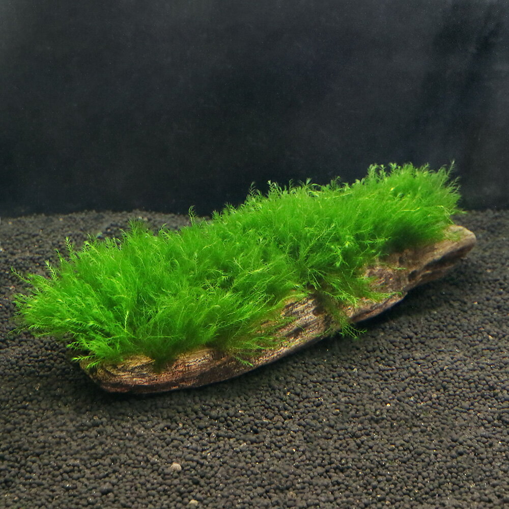 （水草）★育成済★　ウォーターフェザー　流木　Lサイズ（約25cm）（水中葉）（無農薬）（1本）　北海道・九州航空便要保温