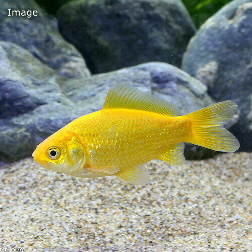 （国産金魚）ゴールデンコメット　短尾（1匹）
