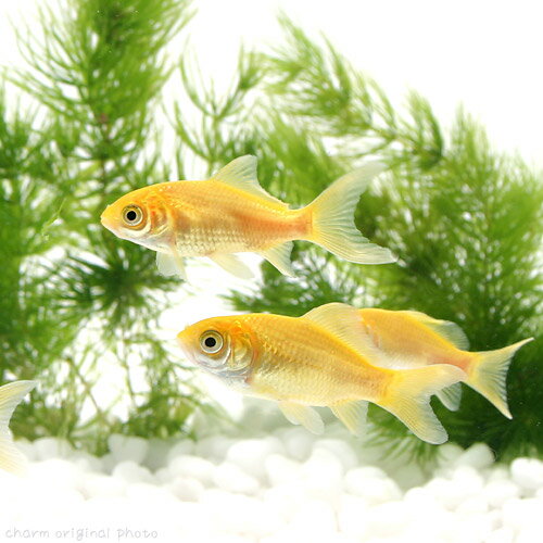 （国産金魚）ゴールデンコメット　短尾（1匹）