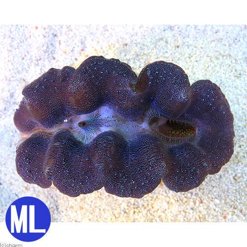 （サンゴ）ヒメシャコガイ　ブルー　MLサイズ（1匹）　北海道・九州航空便要保温