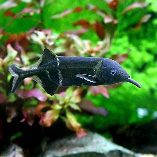 エレファントノーズ