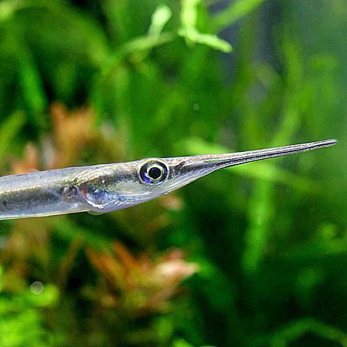 （熱帯魚）ニードル・ガー（1匹）　北海道・九州航空便要保温