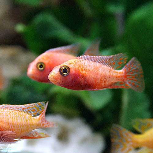 （熱帯魚）ストロベリー・ピーコックシクリッド（1匹） 北海道・九州航空便要保温