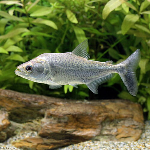 Neon Tetra - （熱帯魚）エロンガータ・ピラニア（ワイルド）（1匹）　北海道・九州航空便要保温