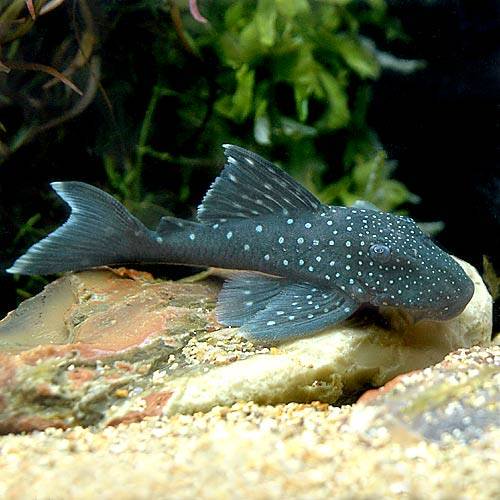 魚の性質上、若干のヒレ欠けがございます。予めご了承の上、お買い求め下さい。お送りする個体は体長12〜17cm程度です。個体サイズや模様、雌雄の指定についてはお受け致しかねますのでご了承下さい。ブルーフィン・プレコ販売名ブルーフィン・プレコ　MサイズLナンバーL—128学名（※）Hemiancistrus　sp．（※）…改良品種や学名が不明の種は流通名での記載の場合があります。別名ブルーフィン・ペコルティア分布ベネズエラ、コロンビア　—　オリノコ川上流飼育要件最大体長　　　→　20cm温度　　　　　　→　20〜28度水質　　　　　　→　弱酸性〜中性餌　　　　　　　 →　人工飼料、生餌※飼育環境は一例です。必ずしもこの環境下であれば飼育できることを確約するものではございません。種類詳細ベネズエラ原産の美しいプレコです。プレコの中でも珍しい青い体色を持つことから人気の種です。青〜緑の体色に美しい細かいスポットが特徴で、幼魚では背ビレ、尾ビレに白い縁取りも見られます。良く似たゴールデンブルーフィン・プレコとは体色以外にスポットの入り方で区別ができ、本種の方はスポットが尾ビレの方まで入ります。このスポットには体色と同様にバリエーションが見られ、スポットの密度や大きさは個体ごとに異なります。飼育は難しくなく、他のプレコと同様の飼育方法で問題ないですが、ゴールデンブルーフィン・プレコに比べデリケートな部分が見られます。飼育のポイント水質にもうるさくなく丈夫な種です。何でも良く食べ、人工飼料に餌付きやすい種です。混泳の注意点温和な種なので、体長が同程度であれば特に問題ありません。繁殖—その他—点滴法で生体にやさしい　水抜き・水合わせキットPSBQ10　ピーエスビーキュート　淡水用　500mL　メダカ　金魚　熱帯魚　光合成細菌　バクテリア定着型バクテリア　ばくとQ10　淡水・海水用　500mL　バクテリア　熱帯魚　海水魚魚・エビに優しいカルキ抜き　Q10スタート　淡水用　500mL　植物由来　白濁除去ff　num34　オトシンクルス用　練りエサ　30g　プレミアム健康管理フード　餌　エサ煮込み済み　塊状流木　Sサイズ　約15cm〜20cm　3本　形状お任せ　アクアリウム　レイアウト素材　流木グロウ　F（沈降性、ペレットタイプ）　1kg　大型熱帯魚向け　熱帯魚　餌　フード　高嗜好性 … PF_SPQ　sfset　_aqua　熱帯魚・エビ他　プレコ　種類で選ぶ　カイザー・グローボ系　ブルーフィンプレコ　Mサイズ　1匹　L128　Hemiancistrus　sp．　fish_database　特集　ブルーフィンペコルティア　plecoday2010　pleco_massigura　kmwr_fish_preco　N7E9u4hf_ntig　otcnplc_0707　MS0106　fishtop10_171115　top_fish1115　fishtop10_171122　top_fish1122　tansui62　gyaratan　kaijyo　restock■この商品をお買い上げのお客様は、下記商品もお買い上げです。※この商品には付属しません。■点滴法で生体にやさしい　水抜き・水合わせキットPSBQ10　ピーエスビーキュート　淡水用　500mL　メダカ　金魚　熱帯魚　光合成細菌　バクテリア定着型バクテリア　ばくとQ10　淡水・海水用　500mL　バクテリア　熱帯魚　海水魚魚・エビに優しいカルキ抜き　Q10スタート　淡水用　500mL　植物由来　白濁除去ff　num34　オトシンクルス用　練りエサ　30g　プレミアム健康管理フード　餌　エサ煮込み済み　塊状流木　Sサイズ　約15cm〜20cm　3本　形状お任せ　アクアリウム　レイアウト素材　流木グロウ　F（沈降性、ペレットタイプ）　1kg　大型熱帯魚向け　熱帯魚　餌　フード　高嗜好性