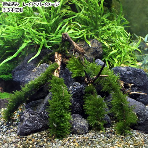（水草）巻きたて　ウォーターフェザー　枝状流木　Sサイズ（約10cm〜）（水中葉）...