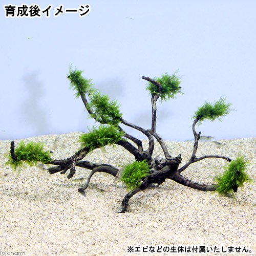 （水草）巻きたて　ウォーターフェザー　枝状流木　Mサイズ（約20cm〜）（水中葉）...