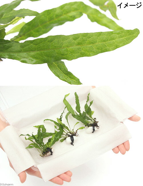 �ʿ���˥ߥ������ꥦ�ࡡ�ץƥ��ץ�sp�����եȥ꡼�աʥ���ܥ��������ա�3�ġ�