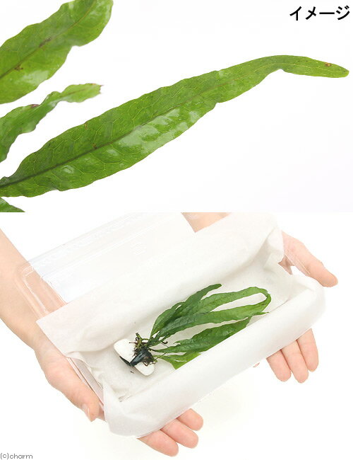 �ʿ�������ա��ߥ������ꥦ�ࡡ�ץƥ��ץ����ʥ�����1�ġ�