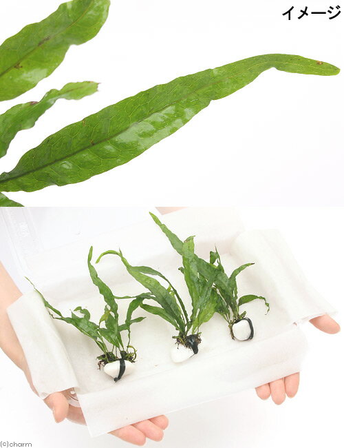 �ʿ�������ա��ߥ������ꥦ�ࡡ�ץƥ��ץ����ʥ�����3�ġ�