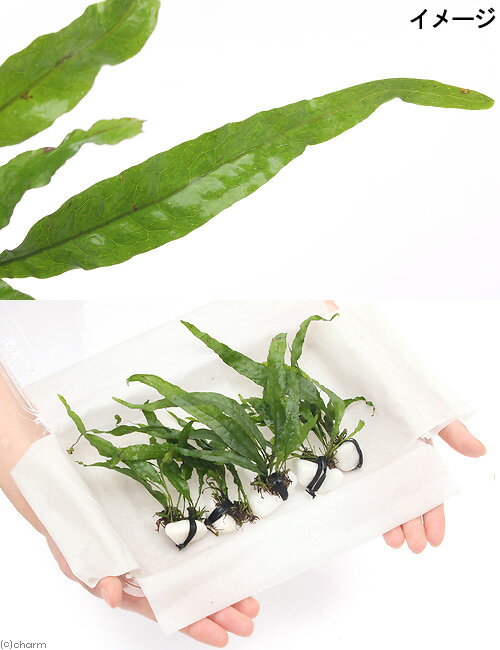 �ʿ�������ա��ߥ������ꥦ�ࡡ�ץƥ��ץ����ʥ�����5�ġ�