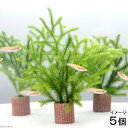 (水草)メダカの産卵用 ライフマルチ(茶)ヒカゲノカズラ(日陰蔓)(5個)