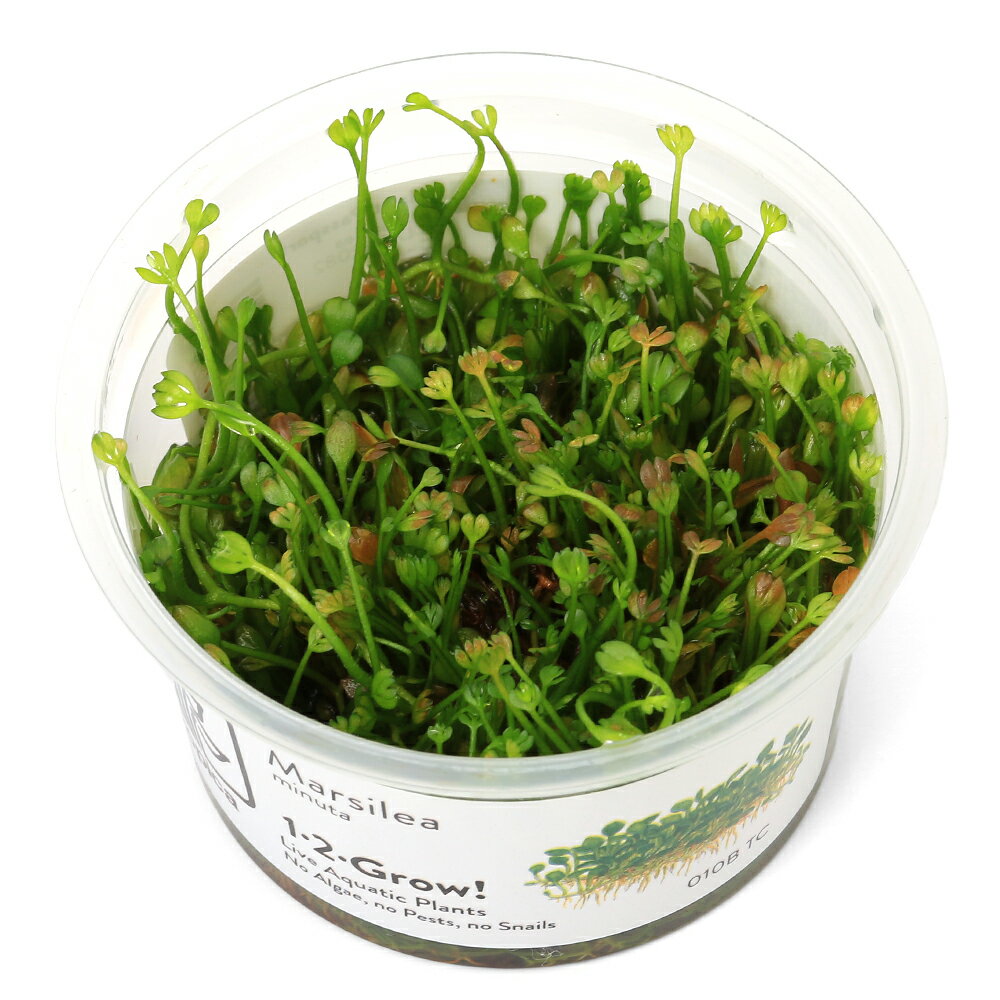 乐天商城 - （水草）組織培養1−2−GROW！　ドワーフウォータークローバー　トロピカ製（無農薬）（1カップ）　010B TC