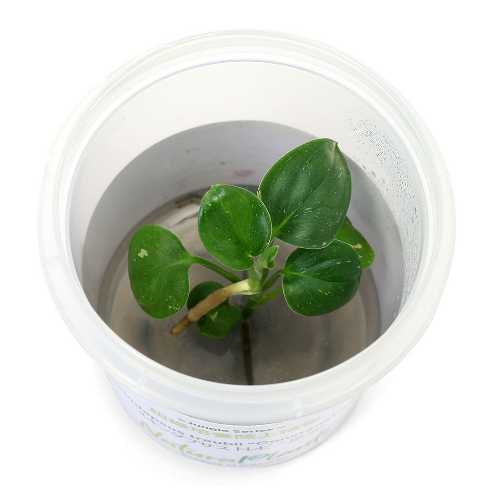 （テラリウム）組織培養NaturaPlants　スキンダプサス　トレビー　コンスタレイション（無農薬）（1カップ）