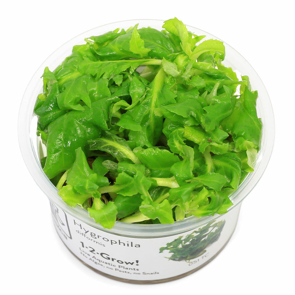 General - （水草）組織培養1−2−GROW！　ウォーターウィステリア（無農薬）（1カップ）