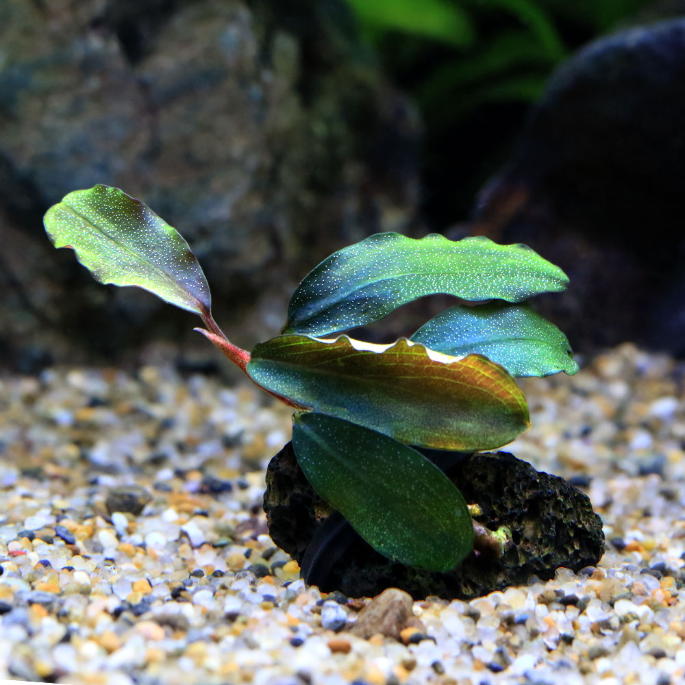 人気のブセファランドラを小さな溶岩石に巻き付けました！プチ溶岩石付き　おまかせブセファランドラ（水中葉）発送サイズ（株）草丈約3〜5cm程度石サイズ　約2〜4cm程度※入荷状況や育成状況によりサイズは変化いたします。残留農薬状態残留の薬処理済み※ビーシュリンプ等が入っている水槽には入れないでください。別名ブケファランドラ学名（※）Bucephalandra　sp.（※）…改良品種や学名が不明の種は流通名での記載の場合があります。分類サトイモ科（Araceae）ブセファランドラ属（Bucephalandra）分布カリマンタン島どんな種類？サトイモ科（Araceae）の植物。クリプトのような葉が特徴的なボルネオ島の固有種です。本格的に認知され始めたのは2006年頃で、水中育成可能、クリプトコリネのように溶けない、コレクション性が高い点からレイアウトなどに盛んに使われ、一気に定番種として定着した種類です。水中葉はクリプトコリネのような葉を展開します。生長はクリプトコリネ同様に遅めです。葉縁が強く波立つものが多いです。サイズは5cm〜15cm程度と小型ですが、陸生向きの種類だと30cmと大型の種類もあります。様々な産地がリリースされており、レイアウトなど使用可能で、固有の特徴などを持っているため、コレクション性も高く人気も高いです。種類によりますが、多くのブセファランドラは水中育成も可能です。現地では渓流域などに群生しており、岩や流木などに活着しています。育成はそれ程難しくありません。ソイル、砂、大磯など幅広い底床を使用可能です。水槽内ではアヌビアス等が育成できる条件であれば、問題なく育成可能です。成長を促進するには、CO2添加はあったほうがよいでしょう。渓流域などに群生している所から、新しい水を好むため、水換え頻度を多くします。水中で育成していると仏炎苞（ぶつえんぽう）と呼ばれるサイトモ科独特の花を咲かせます。育成などには特に影響はありませんが、気になるようだったら根元からハサミ等で切り取ります。育成要件＆データ育成難易度　→　★★★☆☆光量　　　　　→　60cm20W3灯以上（2400〜3000lm）CO2　　　　 →　1滴／3秒（60cm標準水槽相当）pH　　　　　　→　5〜7GH　　　　 　 →　0〜kH　　　　　　→　0〜温度　　　　　→　20〜28度底砂　　　　　→　ソイル、砂、大磯推奨水槽　　→　30cm以上植栽位置　　→　前□■■□□後草姿　　　　　→　サトイモ系、活着系最大草姿　　→　—生長速度　　→　遅め増殖方法　　→　株分け※…育成環境は一例です。必ずしもこの環境下であれば育つことを確約するものではございません。注意※発送サイズは入荷状況、育成状況により左右いたします※採取業者等のお問い合わせについて、ご回答できません。Plants　Fine　Basic　400ml（水草の栄養液）Plants　Fine　K（カリウム）400ml（水草の栄養液）アクロ　TRIANGLE　LED　GROW　300　1000lm　30cm水槽　照明　水草育成　熱帯魚　アクアリウム　ライトGEX　水草一番サンド　2kg　ソイル　アクアリウム　熱帯魚CO2フルセット　チャームオリジナルコンパクトレギュレーター　Cセット（3mm対応）　水草　CO2添加イオン交換樹脂　軟水用　1L　アクアリウム用品　Leaf … 水草　水上葉　テラリウム　陰性水草　低光量　サトイモ科　Araceae　ブセファランドラ属　Bucephalandra　ブケファランドラ　置くだけ　溶岩石　水中葉　おまかせ　20260529　DN　y26m05（水草）巻きたて　おまかせブセファランドラ　プチ溶岩石（水中葉）（1個）構成する商品内容は在庫状況により予告無く変更になる場合がございます。予めご了承下さい。■この商品をお買い上げのお客様は、下記商品もお買い上げです。※この商品には付属しません。■Plants　Fine　Basic　400ml（水草の栄養液）Plants　Fine　K（カリウム）400ml（水草の栄養液）アクロ　TRIANGLE　LED　GROW　300　1000lm　30cm水槽　照明　水草育成　熱帯魚　アクアリウム　ライトGEX　水草一番サンド　2kg　ソイル　アクアリウム　熱帯魚CO2フルセット　チャームオリジナルコンパクトレギュレーター　Cセット（3mm対応）　水草　CO2添加イオン交換樹脂　軟水用　1L　アクアリウム用品　Leaf