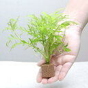 (水草)ライフマルチ(茶)ウォーターウィステリア(水中葉)(無農薬)(1個)