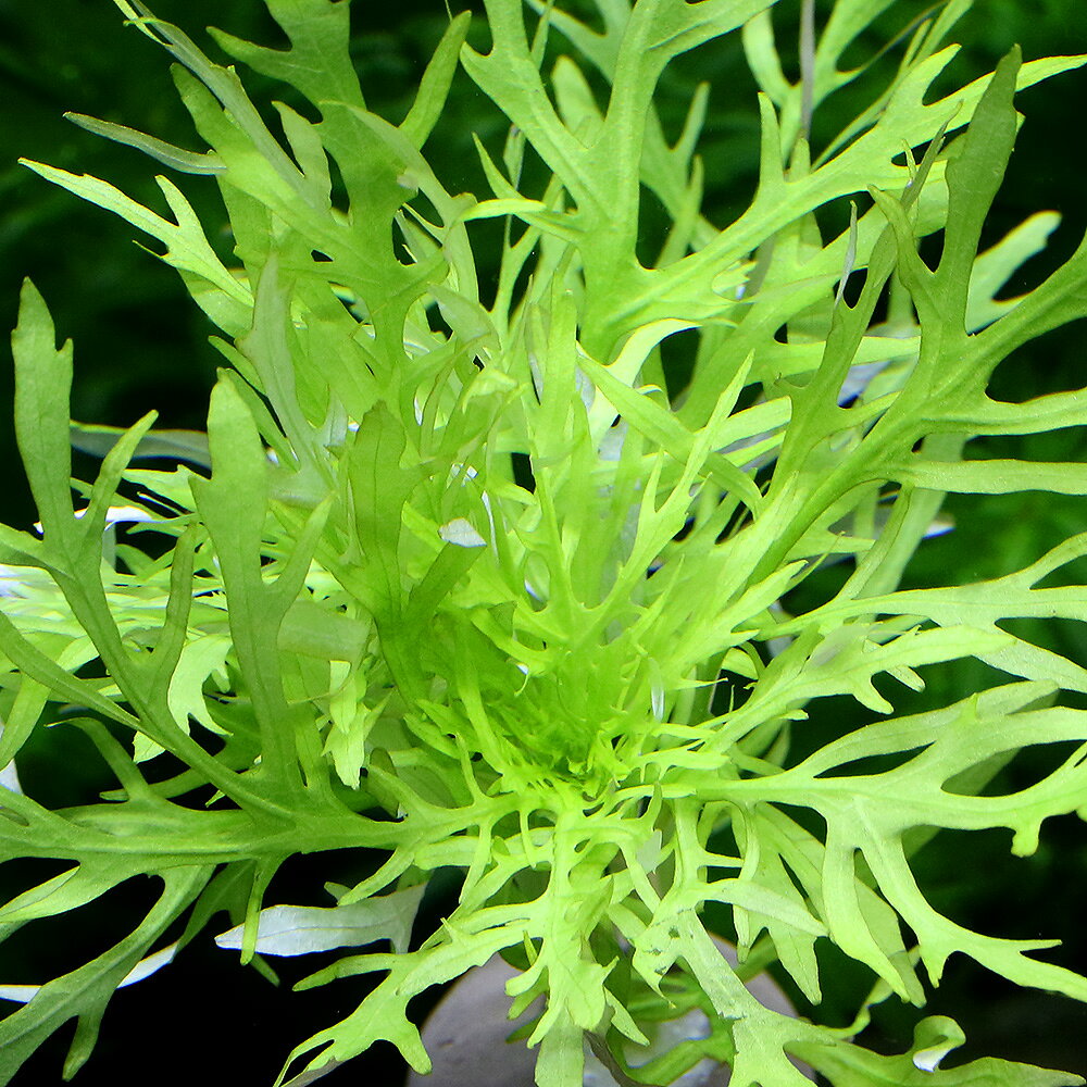 （水草）ゼオライトリング（グレー）ウォーターウィステリア（水中葉）（無農薬）...