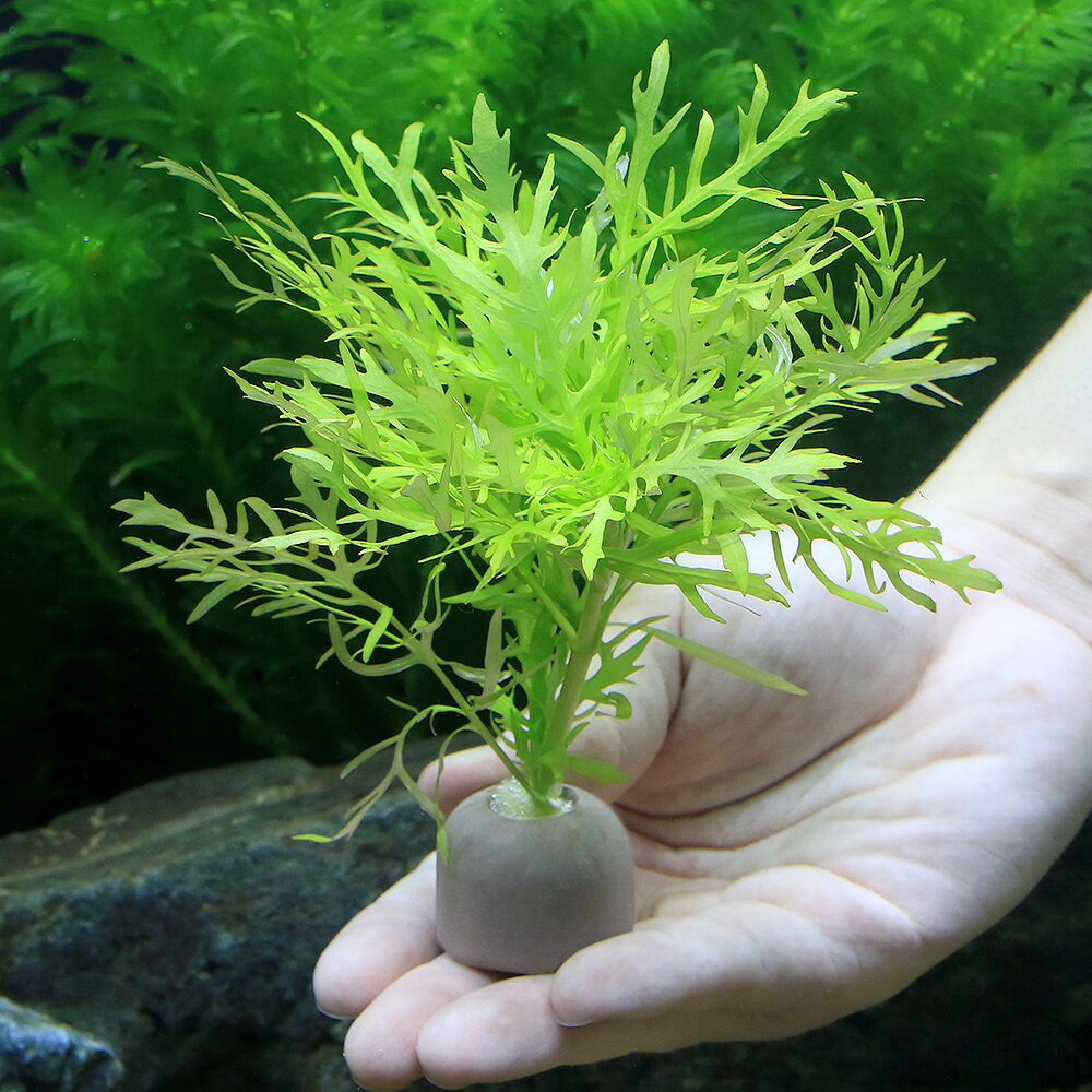 （水草）ゼオライトリング（グレー）ウォーターウィステリア（水中葉）（無農薬）...