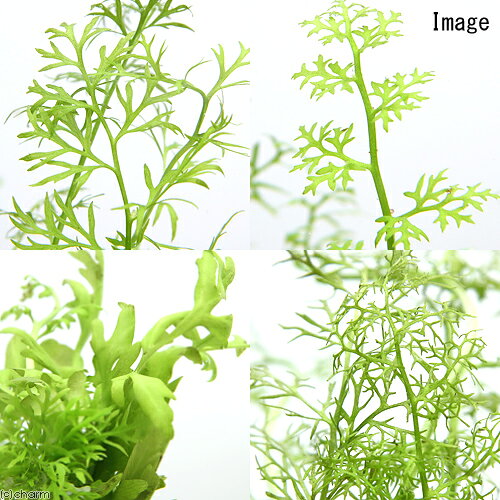 （水草）Plants　Arrangement　ザ　ボンサイ　Ver．35（1個）