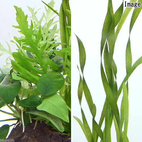 （水草）Plants　Arrangement　ザ　ボンサイ　Ver．36（1個）