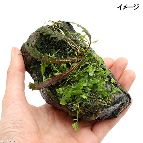 charm 3980 楽天市場店の（水草）巻きたて　草たちの水景　風山石（無農薬）（3個）｜アングル2