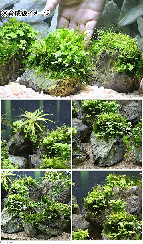 （水草）巻きたて　草たちの水景　風山石（無農薬）（3個）