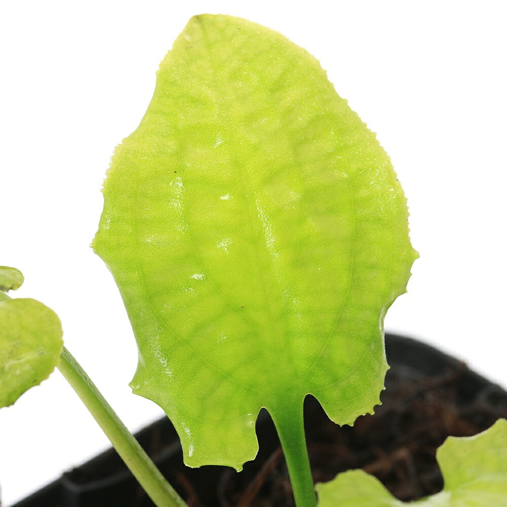 クリプトコリネ　ロンギカウダ　Singkep　Riau産発送サイズ約1cm〜学名（※）Cryptocoryne　longicauda（※）…改良品種や学名が不明の種は流通名での記載の場合があります。分類サトイモ科（Araceae）クリプトコリネ属（Cryptocoryne）どんな種類？育成難易度　→　★★★☆☆クリプトコリネ　ロンギカウダ　Singkep　Riau産の名称で入荷した株の増殖株です。販売名はインボイスとなり仏炎苞を未確認の為、必ずしも販売名の学名と一致しない場合がございます。予めご了承ください。育成はpH5〜6の弱酸性の環境を好むため、水槽育成ではソイル、水上育成ではピートモスを多く混ぜた用土や水苔を使用します。CO2添加を施した環境の方が葉が綺麗に育ち増殖し易いですが、無添加の環境でも育成可能です。クリプトコリネは28度以上の高水温や蒸れで葉が溶ける可能性が高まるため、通年を通して22〜26度程度の温度を維持します。本種は水上での育成が向いていますが、安定した環境であれば水槽内でも水中葉を展開します。育成要件＆データ光量（LED）　→　60cm20W1灯以上（800lm〜）CO2　　　　 →　1滴／3秒（60cm標準水槽相当）pH　　　　　　→　5〜6．5GH　　　　 　 →　0〜3kH　　　　　　→　0〜3温度　　　　　→　20〜26度底砂　　　　　→　ソイル、砂、大磯推奨水槽　　→　30cm以上植栽位置　　→　前□□■■□後草姿　　　　　→　ロゼット型最大草姿　　→　40cm生長速度　　→　遅め増殖方法　　→　地下茎、株分け※…育成環境は一例です。必ずしもこの環境下であれば育つことを確約するものではございません。注意※表記サイズは1株（1本）でのおおよその目安です。育成環境や、成長の度合いにより最大サイズは異なります。GEX　水草一番サンド　8kg　（グリーン）　お一人様3点限り　ジェックス　ソイル水草工房メイキング　ブラックソイル　パウダー　8L　お一人様3点限りスリット鉢　マジカルポット　90　2．5号×30個　約300cc　肉厚　サボテン国産　ph無調整　長繊維ピートモス　3L　熱帯魚　卵生メダカ　産卵アクロ　TRIANGLE　LED　GROW　600　3000lm　60cm水槽　照明　水草育成　熱帯魚　アクアリウム　ライトPlants　Fine　セット　各400ml（水草の栄養液）CO2フルセット　チャームオリジナルコンパクトレギュレーター　Cセット（3mm対応）　水草　CO2添加　おまけ付き … PF_SPQ　熱帯魚　水草　クリプトとその近縁　ワイルド便／sp　all_plants　wp_kywrd　クリプトコリネ　longicauda　　サトイモ科　Araceae　クリプトコリネ属　Cryptocoryne　YT　　20160417　陰性水草　低光量■この商品をお買い上げのお客様は、下記商品もお買い上げです。※この商品には付属しません。■GEX　水草一番サンド　8kg　（グリーン）　お一人様3点限り　ジェックス　ソイル水草工房メイキング　ブラックソイル　パウダー　8L　お一人様3点限りスリット鉢　マジカルポット　90　2．5号×30個　約300cc　肉厚　サボテン国産　ph無調整　長繊維ピートモス　3L　熱帯魚　卵生メダカ　産卵アクロ　TRIANGLE　LED　GROW　600　3000lm　60cm水槽　照明　水草育成　熱帯魚　アクアリウム　ライトPlants　Fine　セット　各400ml（水草の栄養液）CO2フルセット　チャームオリジナルコンパクトレギュレーター　Cセット（3mm対応）　水草　CO2添加　おまけ付き