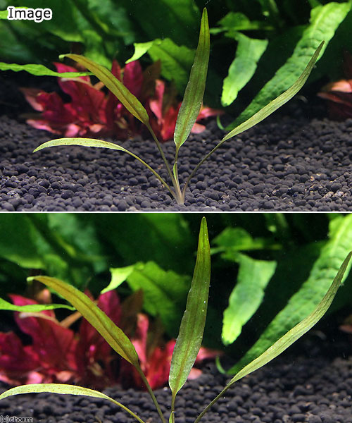 （水草）クリプトコリネ　ペッチー（無農薬）（水中葉）（1株）