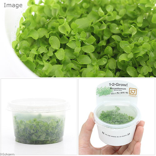 （水草）組織培養1−2−GROW！　ニューラージパールグラス　トロピカ製（無農薬）（1...
