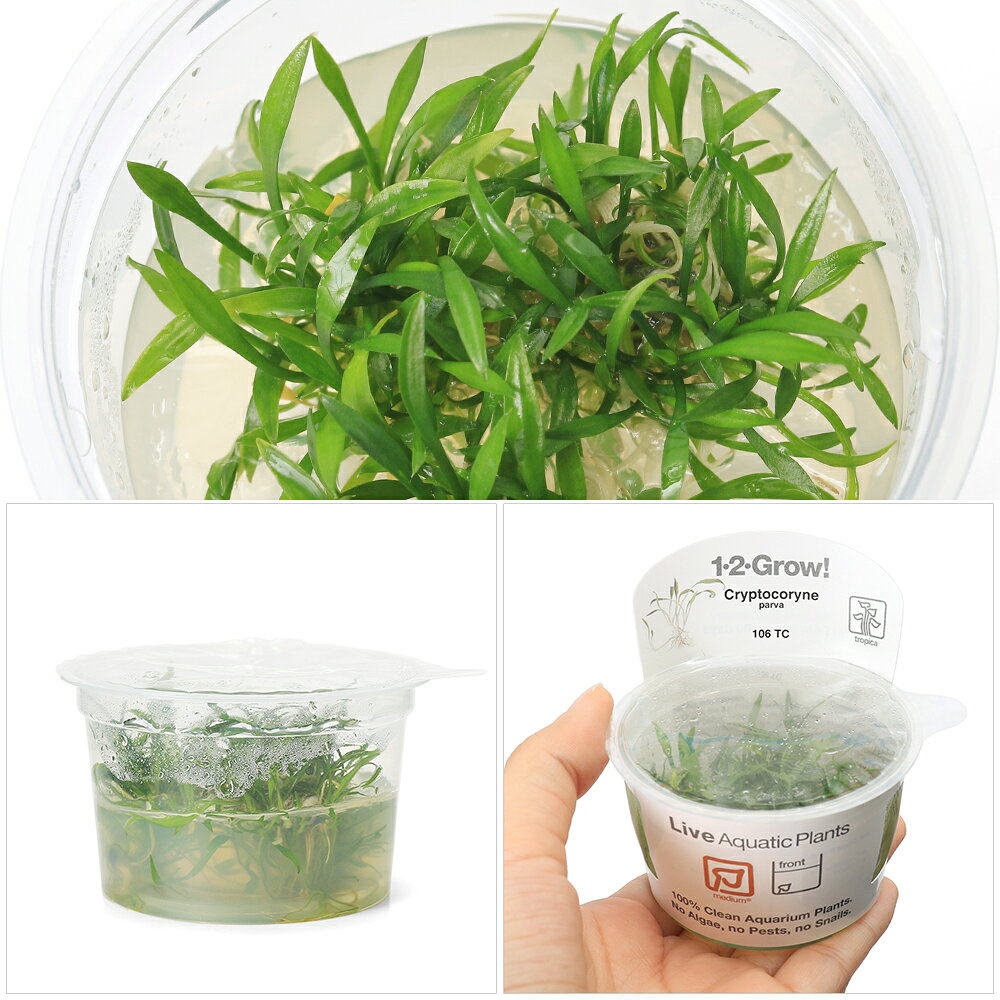 （水草）組織培養1−2−GROW！　クリプトコリネ　パルヴァ　トロピカ製（無農薬）（1...