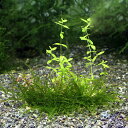 (水草)巻きたて 草たちの庭園 プレート(無農薬)(1枚)