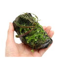 (水草)巻きたて 草たちの水景 風山石(無農薬)(1個)