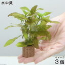 (水草)ライフマルチ(茶)ハイグロフィラ ポリスペルマ(水中葉)(無農薬)(3個)