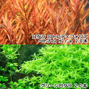 (水草)グリーンロタラ(20)+ロタラ ロトンディフォリア ベトナム H’ra(20)(水中葉)