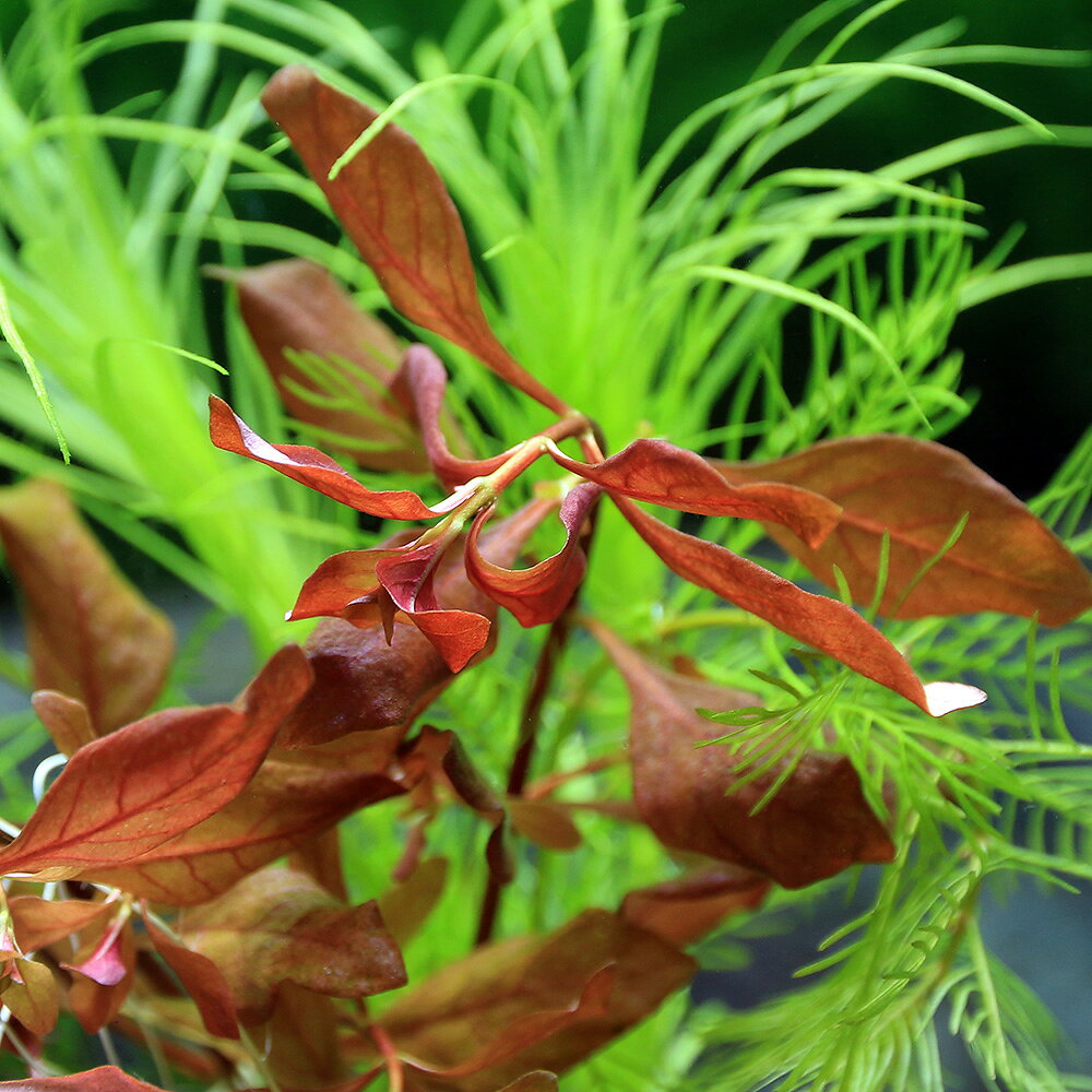 （水草）ゼオライトリング（グレー）ウィローモスと寄せ植えミックス（水中葉）（...