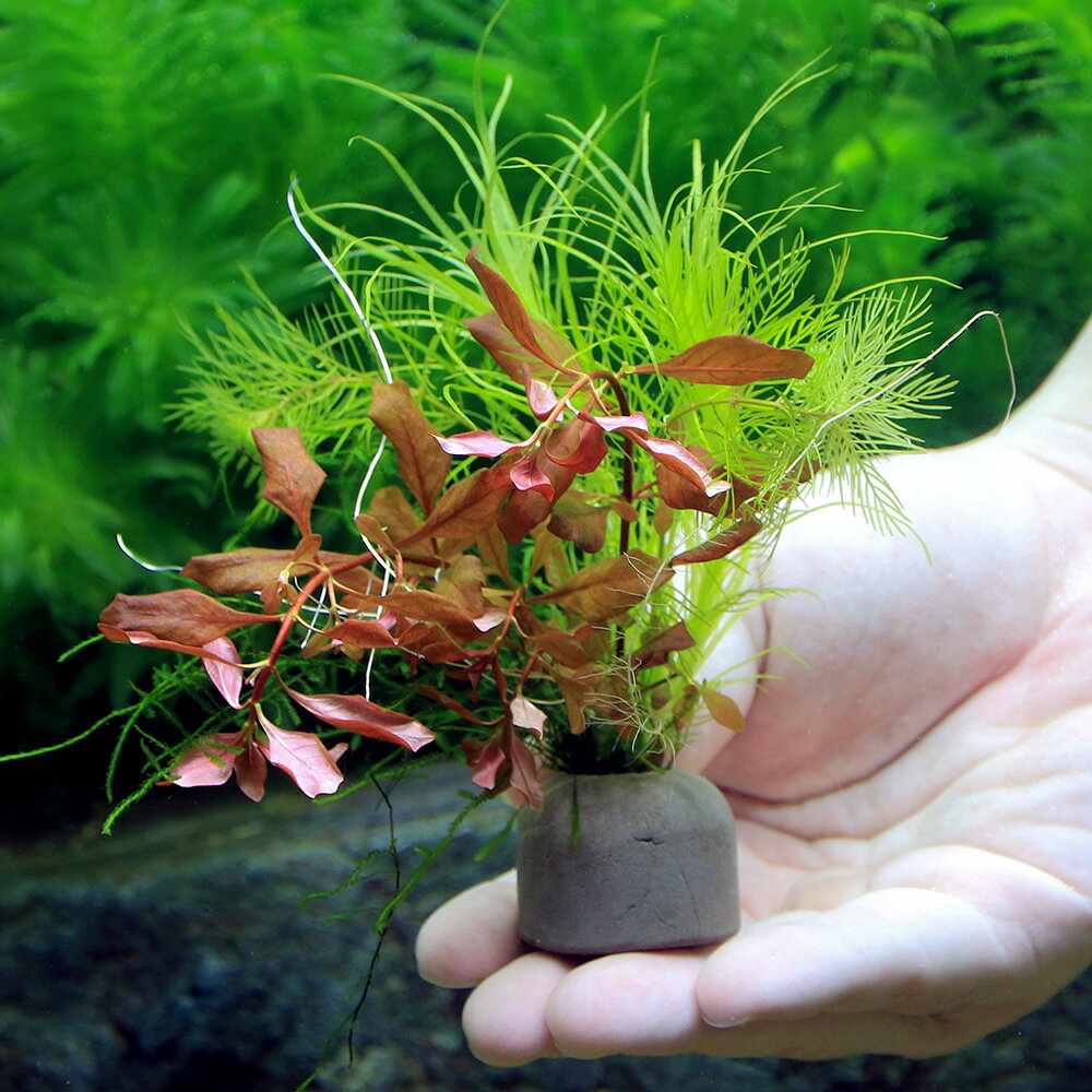（水草）ゼオライトリング（グレー）ウィローモスと寄せ植えミックス（水中葉）（...