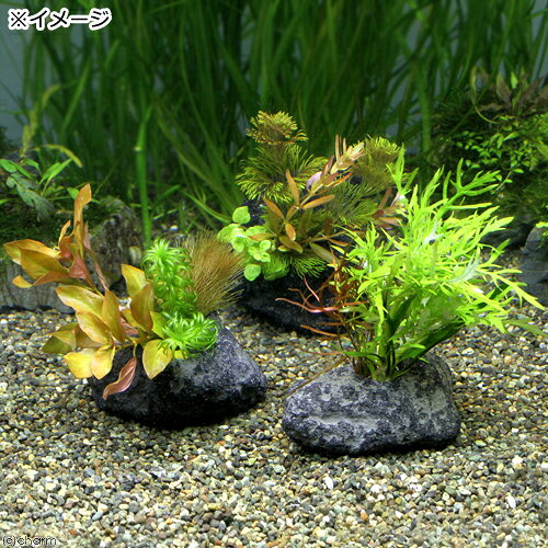 （水草）置くだけ簡単　寄せ植えミックス　穴あき溶岩石付き（水中葉）（無農薬）...