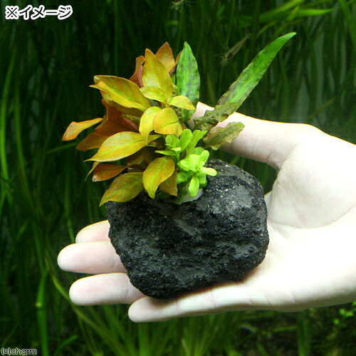 （水草）置くだけ簡単　寄せ植えミックス　穴あき溶岩石付き（水中葉）（無農薬）...